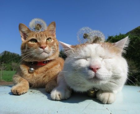 Two cats in the garden